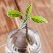 Regrow an Avocado