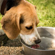 Stainless Steel Pet Bowls