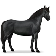 Chincoteague Pony - Black