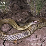 King Brown Snake