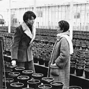 Harold and Maude