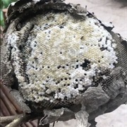 Wasp Nest