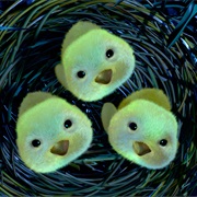 Bird's Chicks