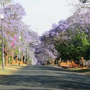 Johannesburg Jacarandas