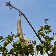 Midnight Horror (Oroxylum Indicum)