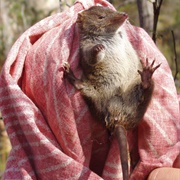 Dusky Marsupial Mouse
