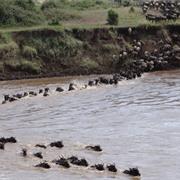 Masai Mara Serengeti Migration