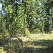 River Road, Washington