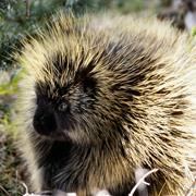 North American Porcupine