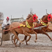Chariot Racing