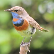 Bluethroat