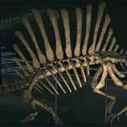Spino Torso