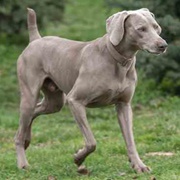 Weimaraner