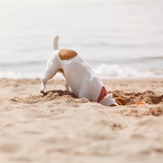Take My Dog to the Beach