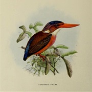 Sangihe Dwarf Kingfisher