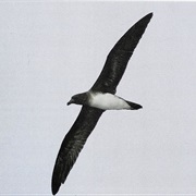 Beck's Petrel