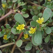 Common Purslane (Portulaca Oleracea)