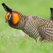 Attwater's Prairie Chicken