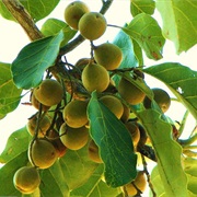 Bahera (Terminalia Bellirica)