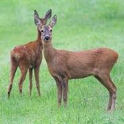 Roe Deer
