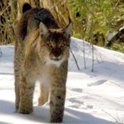 Slitere National Park, Latvia