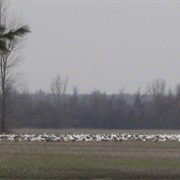 Lake Isom National Wildlife Refuge