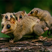 Tyleria Mouse Opossum