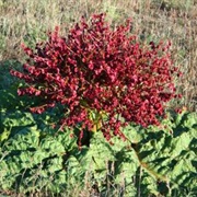 Rheum Tataricum
