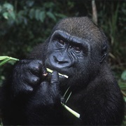 Western Lowland Gorilla