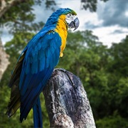 Trek in the Amazon Rainforest