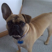 Frenchie Pug