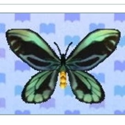 Birdwing Butterfly