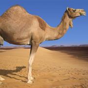 Dromedary