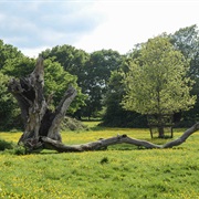 Hatfield Forest