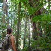 Palmgrove National Park (QLD)