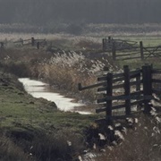 Buckenham Marshes