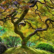 Portland Japanese Garden