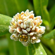 Silverhead (Blutaparon Vermiculare)