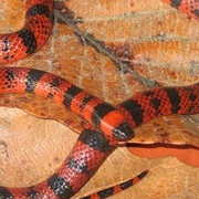 Roatan Coral Snake