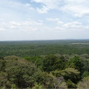 Kakamega Forest, Kenya