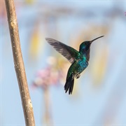 Sapphire-Bellied Hummingbird