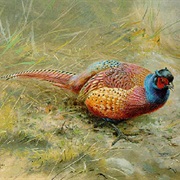 Tarim Pheasant