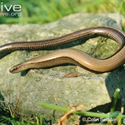 Slow Worm