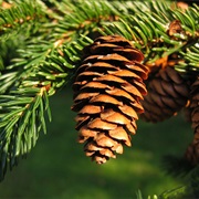 Red Spruce (Picea Rubens)