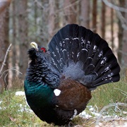 Capercaillie