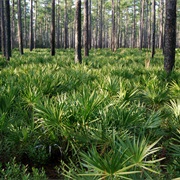 Osceola National Forest