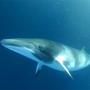 Fin Whale