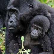 Mgahinga Gorilla National Park