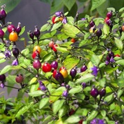 Capsicum Eximium