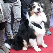 Timmy (The Famous Five)